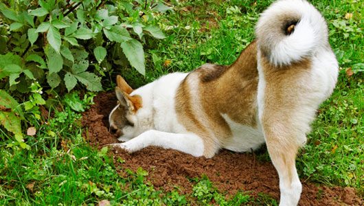 dog digging in dirt